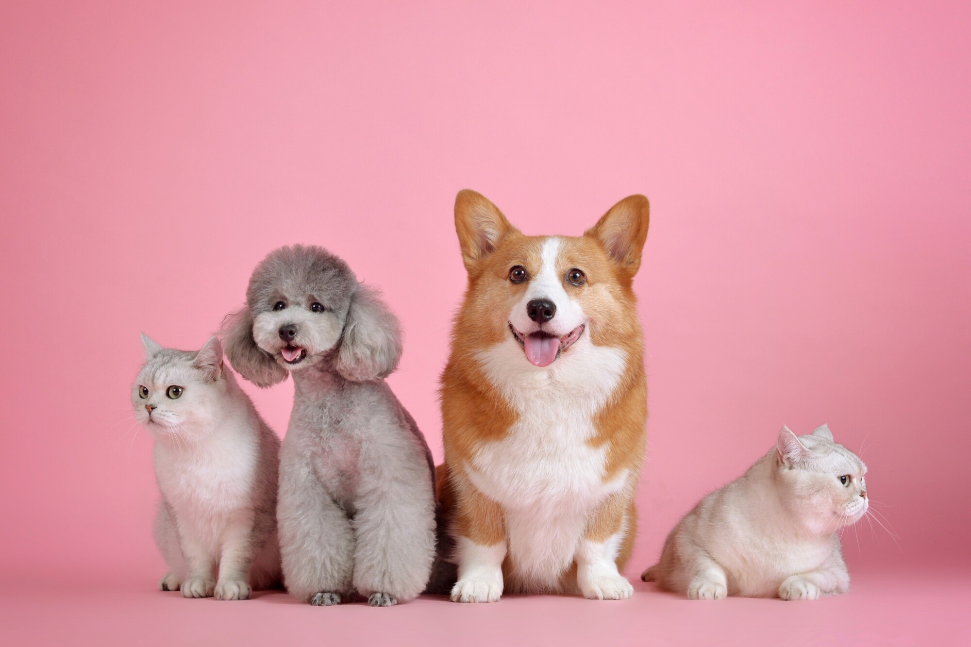Pros and Cons of Allowing Pets in Your Upper Marlboro, MD Rental Property